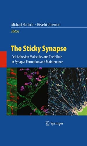 The Sticky Synapse Cell Adhesion Molecules and Their Role in Synapse Formation and Maintenance