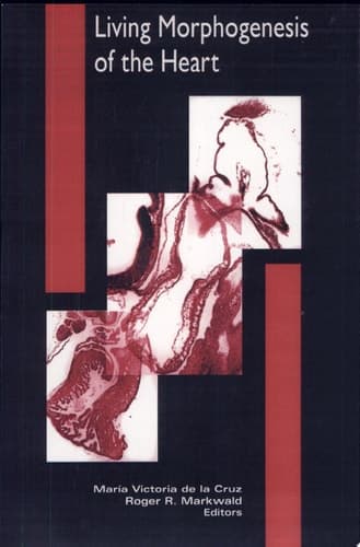 Living Morphogenesis of the Heart
