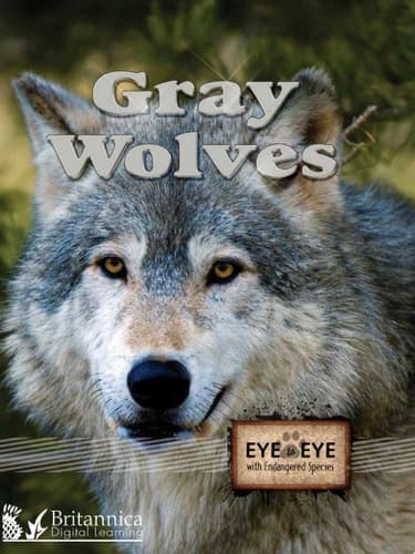 Gray Wolves