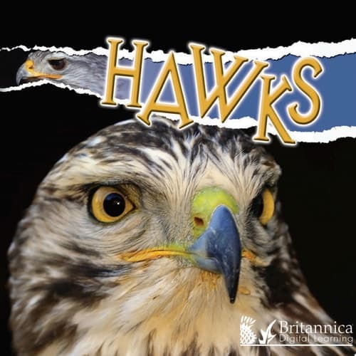 Hawks