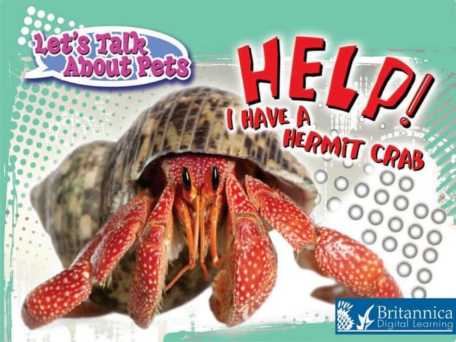 Help! I Have A Hermit Crab