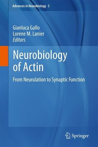 Neurobiology of Actin From Neurulation to Synaptic Function