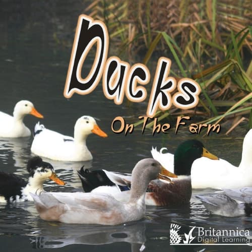 Ducks on the Farm