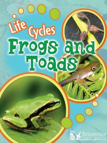 Frogs and Toads
