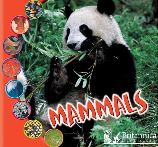 Mammals