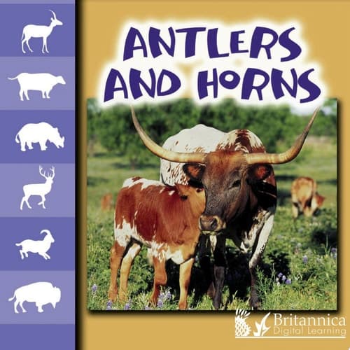 Antlers and Horns