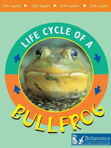Bullfrog