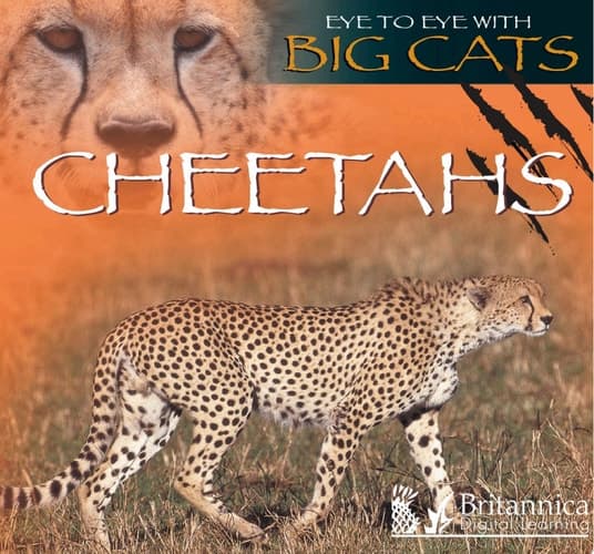 Cheetahs