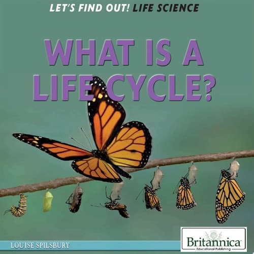 What Is a Life Cycle?