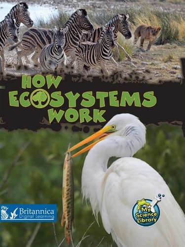 How Ecosystems Work
