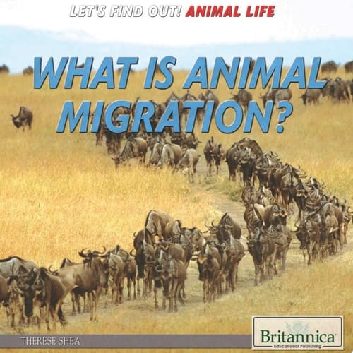 What Is Animal Migration?