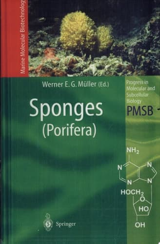 Sponges (Porifera)