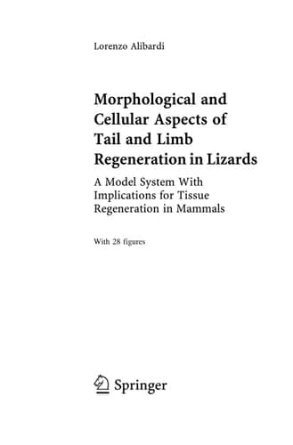 Morphological and Cellular Aspects of Tail and Limb Regeneration in Lizards A Model System With Implications for Tissue Regeneration in Mammals