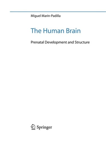 The Human Brain Prenatal Development and Structure